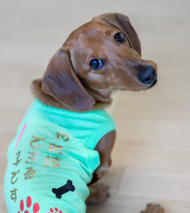 保護犬 WanOnlySMILE 新潟県 犬の保育園・幼稚園・しつけ・お手入れ・飼い方、相談